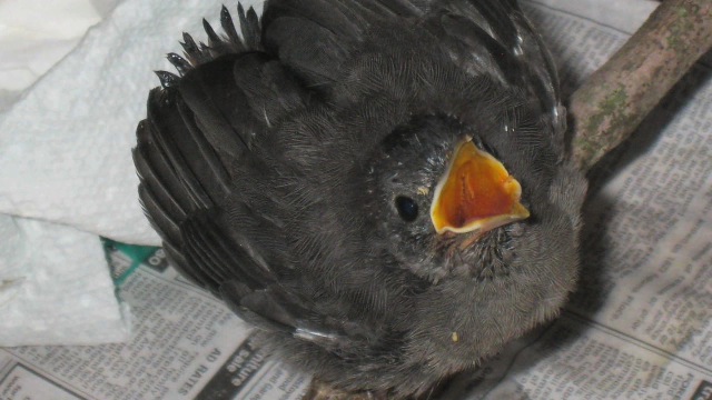 triagle wildlife rescue